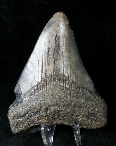 Tan Megalodon Tooth #19953